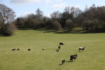 Working Farm Family-Cottages