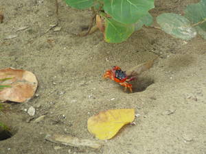 Crabs on the beach in Barbados