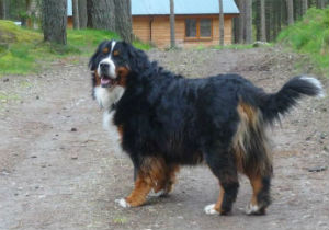 Dog-Friendly Log Cabins at Cairngorm Lodges