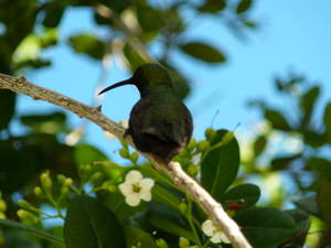 Excellent birdwatching opportunities in Barbados, hummingbird pictured