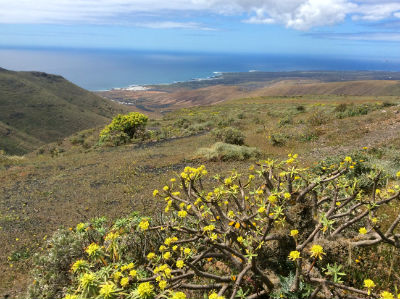 Lanzarote scenery