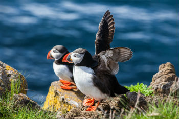Puffins, beautiful birds to see