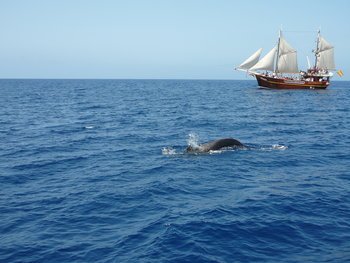 whale watching Tenerife